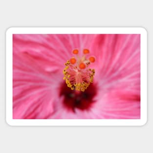 Pink Hibiscus Inner Beauty Sticker